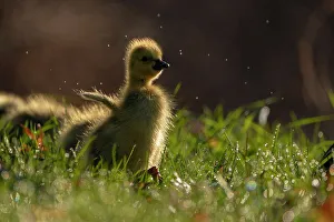 Easter Prints: Canada Goose (Branta canadensis) gosling flapping its wings