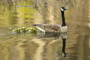 Canada goose (Branta canadensis) with goslings, a few days old. Massachusetts, USA
