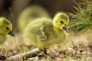 Easter Gallery: Canada goose (Branta canadensis) goslings, a few days old. Massachusetts, USA. April