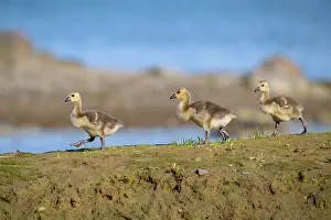 Anatidae Prints: Three Canada goose (Branta canadensis) goslings