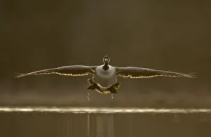 Images Dated 18th August 2009: Canada goose (Branta canadensis) landing at sunset, Derbyshire, UK