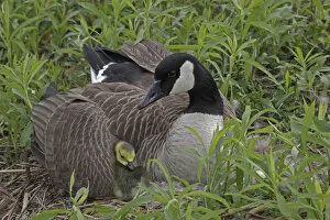 Images Dated 8th July 2020: Canada Goose (Branta canadensis) on nest with goslings, New York, USA
