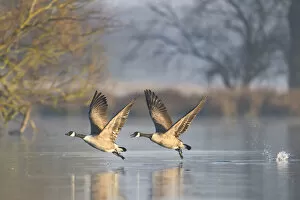 Canada goose (Branta canadensis) pair taking off, Richmond Park, London, UK, November