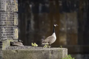 Branta Prints: Canada goose (Branta canadensis) parents and goslings by the nest on ledge of Barnes