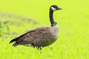 Branta Prints: Canada goose (Branta canadensis) portrait, Fairbanks, Alaska, USA. September