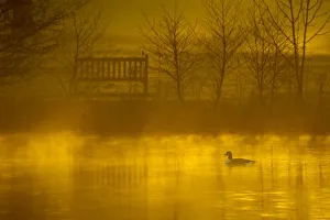 Parks Prints: Canada goose (Branta canadensis) silhouetted on lake at dawn, Stockport, Cheshire