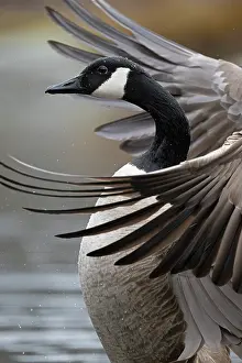 Anatidae Prints: Canada goose (Branta canadensis) stretching its wings