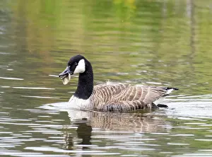 Pollution Prints: Canada goose (Branta canadensis) on water