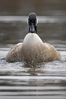 Anatidae Prints: Canada goose (Branta canadensis) on water