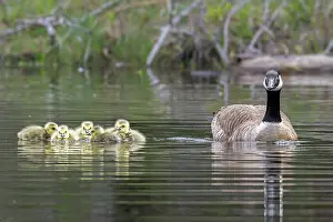 Anatidae Prints: Canada goose (Branta canadensis) on water with newborn goslings