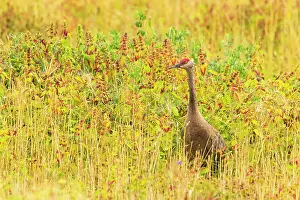 Gruidae Prints: Canadian crane (Grus canadensis) standing in long grass, Fairbanks, Alaska, USA. September