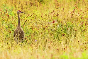 Gruidae Prints: Canadian crane (Grus canadensis) standing in long grass, Fairbanks, Alaska, USA. September