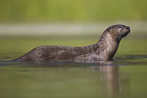 Canadian Otter (Lutra canadensis) portrait standing in shallow river, Wyoming, USA