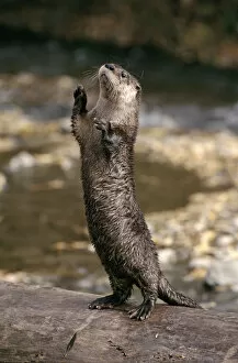 Standing Gallery: Canadian otter standing on hind legs. Montana, USA. Captive animal