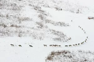 Aerial View Gallery: Canadian timber wolf / Northwestern wolf (Canis lupus occidentalis