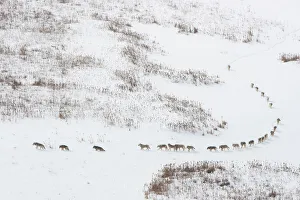 Elevated View Prints: Canadian timber wolf / Northwestern wolf (Canis lupus occidentalis