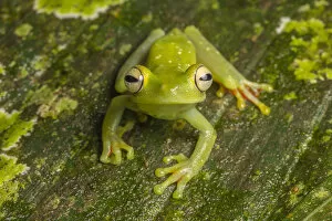 Phil Savoie Collection: Canal Zone tree frog (Hypsiboas rufitelus) La Selva, Costa Rica