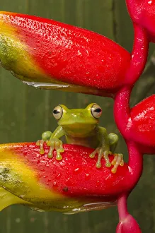 Images Dated 30th August 2013: Canal Zone tree frog (Hypsiboas rufitelus) resting on heliconia, La Selva, Costa Rica