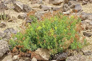 Botanical Garden Prints: Canaries ragwort (Bethencourtia palmensis) flowering in El Portillo Botanical Garden
