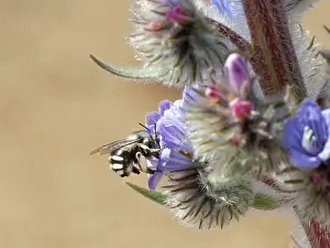 Boraginaceae Prints: Canary flower bee (Anthophora alluaudi) nectaring from Blue bugloss (Echium auberianum) flowers