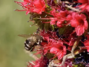 Boraginaceae Prints: Canary flower bee (Anthophora alluaudi) nectaring from Mount Teide bugloss (Echium wildpretii) flowers