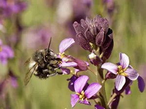 Mustard Prints: Canary flower bee (Anthophora alluaudi) nectaring from Teide wallflower (Erysimum scoparium) flowers