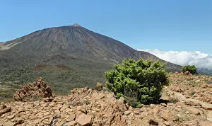 Gymnosperm Prints: Canary Island juniper (Juniperus cedrus) growing on a mountain ridge above 2100m