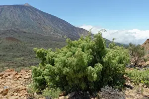Gymnosperm Prints: Canary Island juniper (Juniperus cedrus) growing on a mountain ridge above 2100m