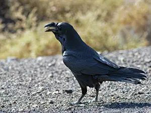 Songbird Prints: Canary Island raven (Corvus corax tingitanus) with a beak full of peanuts thrown by tourists