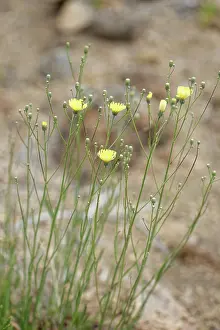 Botanical Garden Prints: Canary island wall lettuce (Tolpis webbii) clump flowering in El Portillo Botanical Garden