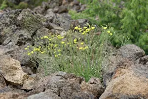 Botanical Garden Prints: Canary island wall lettuce (Tolpis webbii) clump flowering in El Portillo Botanical Garden