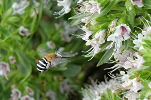 Boraginaceae Prints: Canary islands blue-banded bee (Amegilla canifrons) flying towards White tajinaste (Echium decaisnei purpuriense)