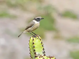 Euphorbia Prints: Canary Islands stonechat (Saxicola dacotiae) male
