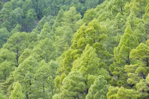 Canary pine (Pinus canariensis) forest, Caldera de Taburiente National Park, La Palma