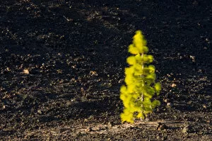 Canary pine tree (Pinus canariensis) moving in the wind, in lava field near Chio