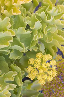 Umbelliferae Prints: Canary samphire (Astydamia latifolia) close up of flowers and leaves, Punta del Teno