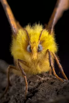 Images Dated 12th October 2015: Canary-shouldered thorn moth (Ennomos alniaria) portrait, Peak District National Park
