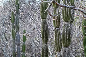 Succulents Prints: Candelabra cactus (Jasminocereus thouarsii), San Cristobal Island, Galapagos Islands