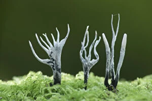 Alien Appearance Gallery: Candle-snuff fungus (Xylaria hypoxylon), New Forest National Park, Hampshire, England, UK