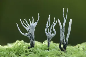 Images Dated 8th November 2012: Candle-snuff fungus (Xylaria hypoxylon), New Forest National Park, Hampshire, England, UK