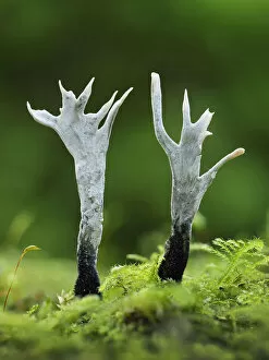 April 2021 Highlights Collection: Candlesnuff fungus (Xylaria hypoxylon). Buckinghamshire, England, UK. October