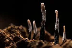 Xylariaceae Prints: Candlesnuff fungus (Xylaria hypoxylon) close up