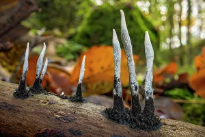 Candlesnuff fungus (Xylaria hypoxylon) growing on a dead twig on the woodland floor. Peak District National Park, Derbyshire, UK. November