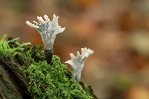 Fungi Prints: Candlesnuff fungus (Xylaria hypoxylon) growing on tree stump in mature mixed woodland