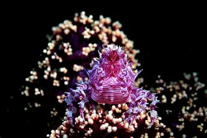 Crustracea Prints: Candy crab (Hoplophrys oatesii) resting on soft coral