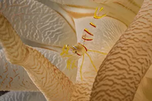 Anthrozoan Gallery: Candy stripe shrimp (Lebbeus grandimanus) sheltering beneath tentacles of its host