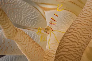 Anthrozoan Gallery: Candy stripe shrimp (Lebbeus grandimanus) sheltering beneath tentacles of its host