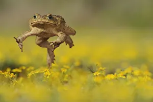 Cane Toad / Marine Toad / Giant Toad (Bufo marinus) adult jumping in Dogweed (Dyssodia