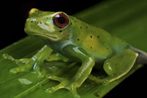 Amphibian Gallery: Canebreak treefrog (Aplastodiscus sp) Guainumbi Private Reserve, Sao Paulo, Atlantic