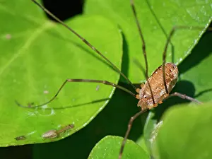 Alien Species Prints: Canestrini's harvestman (Opilio canestrinii) sunning on Ivy (Hedera helix) leaves in a garden